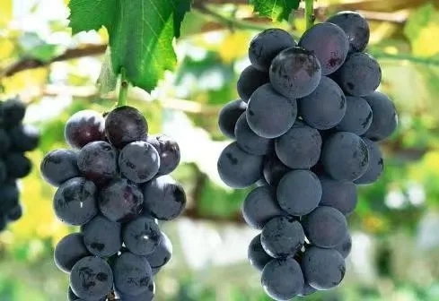 瑞豐無(wú)核.webp.jpg