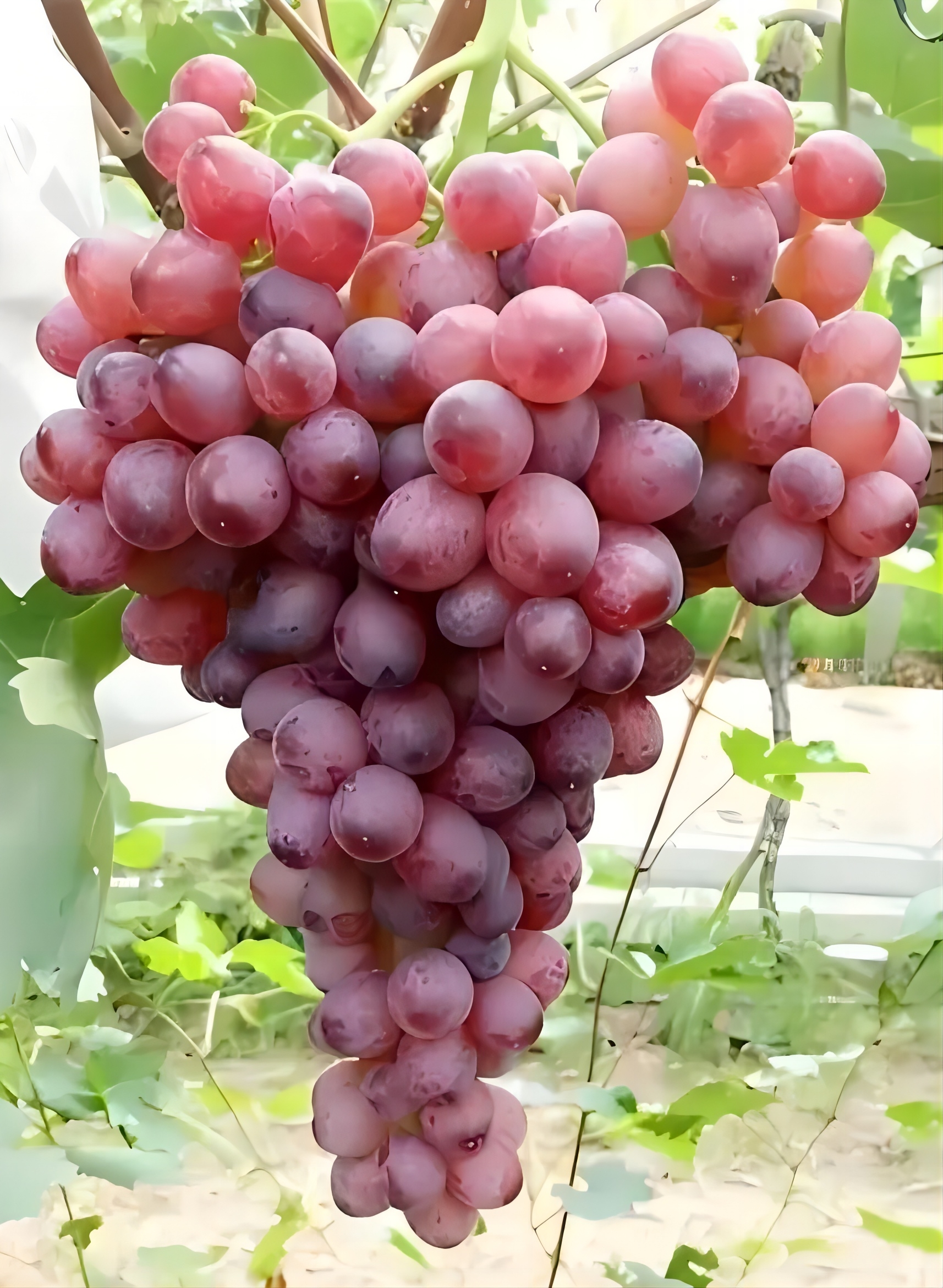 紅艷無(wú)核.webp.jpg