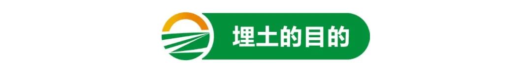【栽培技術(shù)】葡萄進(jìn)入“冬眠”期，埋土這樣做來(lái)年產(chǎn)量有保障！(圖1)