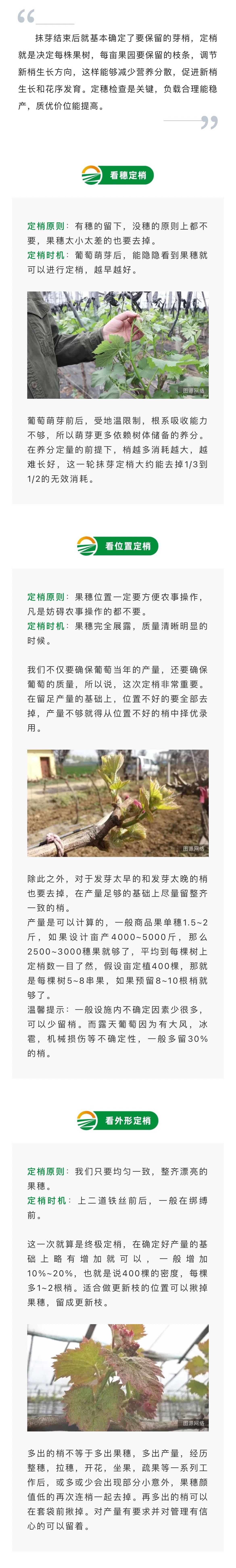 葡萄春季定稍技巧(圖1)