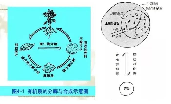 好土壤才能種出好葡萄！陽(yáng)光玫瑰適合什么樣的土壤？(圖4)