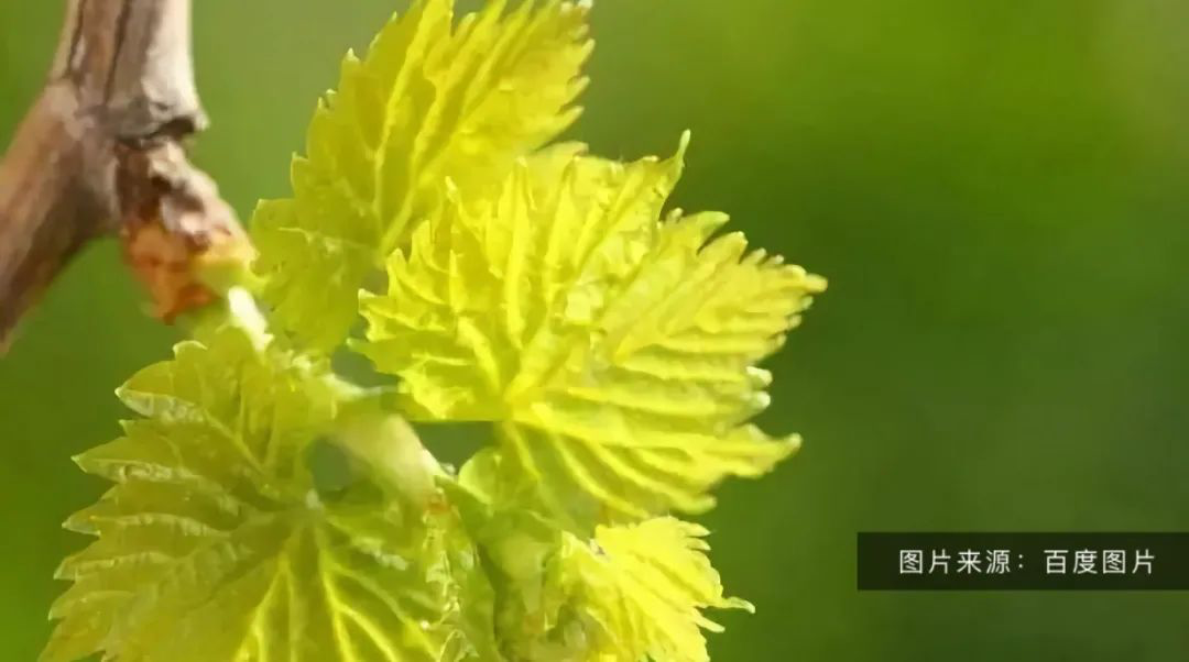葡萄摘心技術(shù)要領(lǐng)！營(yíng)養枝，主、側蔓延長(cháng)枝如何摘心(完整版）(圖2)