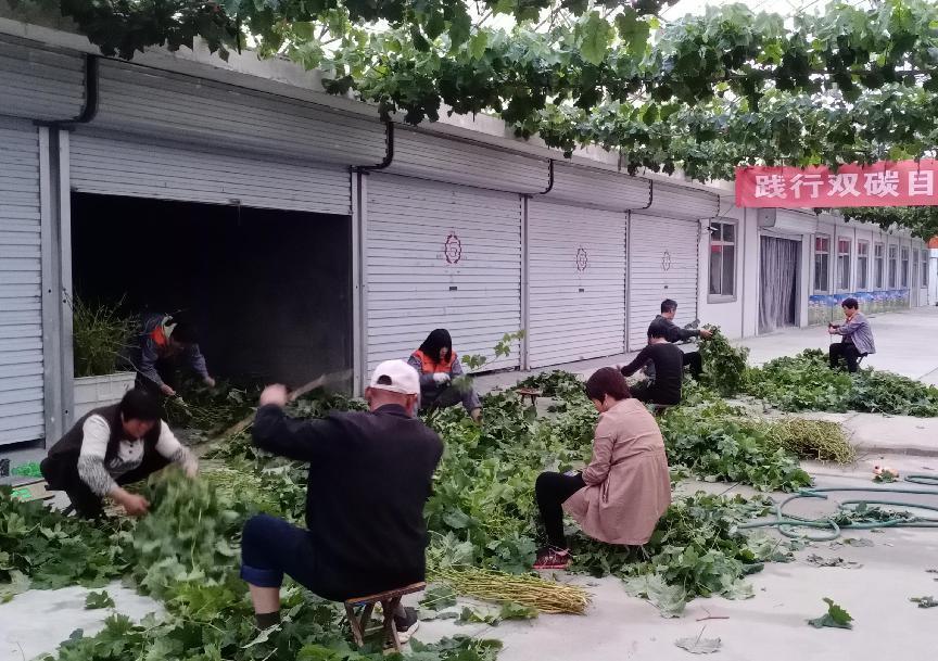 葡萄綠枝嫁接工作圓滿(mǎn)完成(圖3)