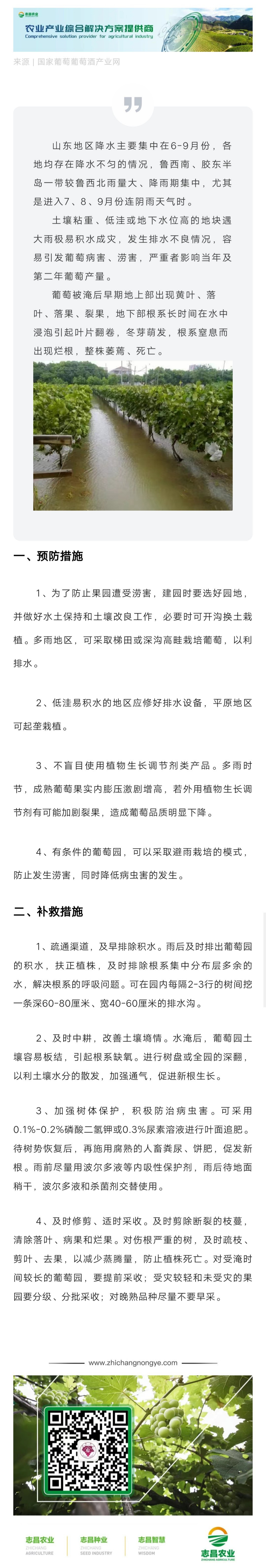 山東地區雨季葡萄主要管理措施(圖1)